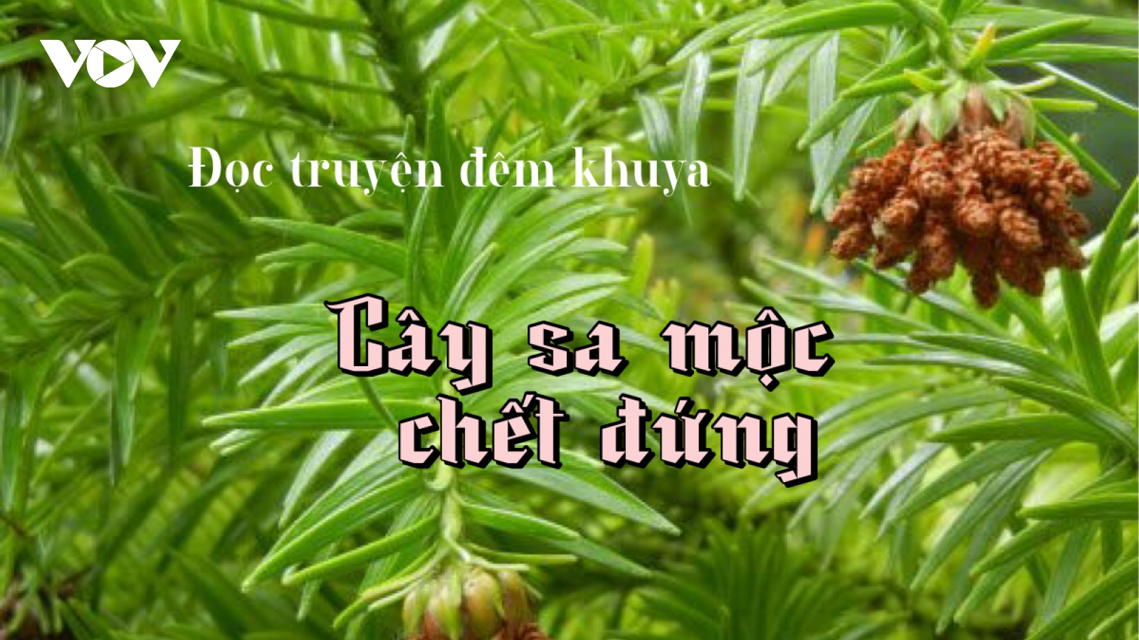 Truyện ngắn "Cây sa mộc chết đứng" - Khao khát kiếm tìm hạnh phúc